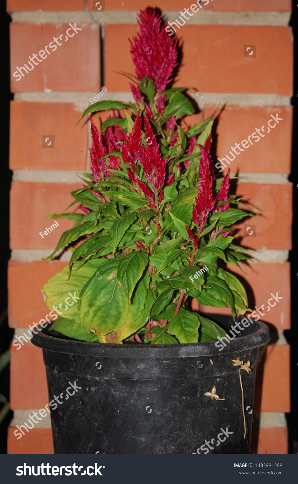 Celosia Dragons Breath Plant Red Floral Stock Photo Edit Now