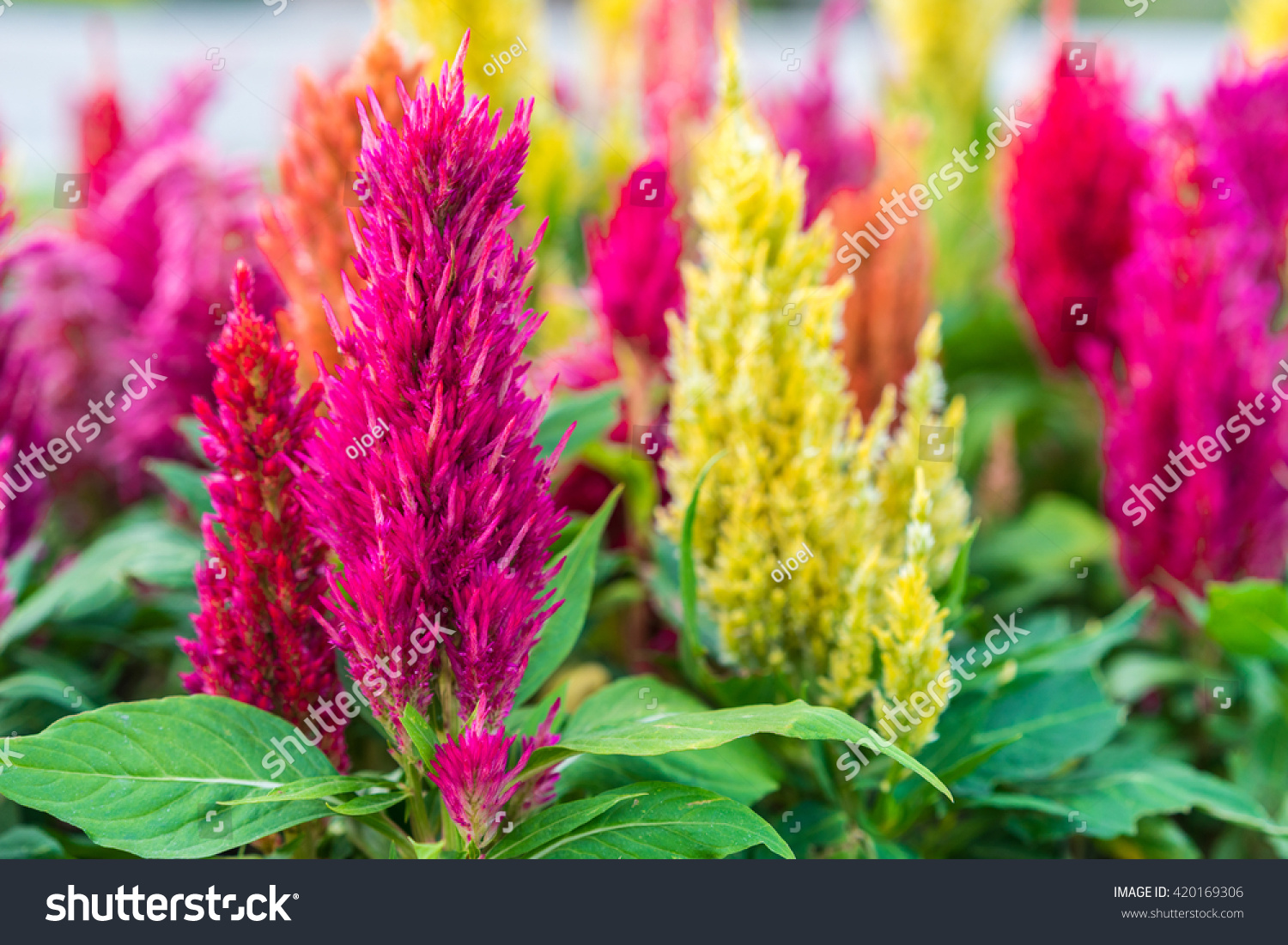 Celosia Flower, Chinese Wool Flower Stock Photo 420169306 : Shutterstock