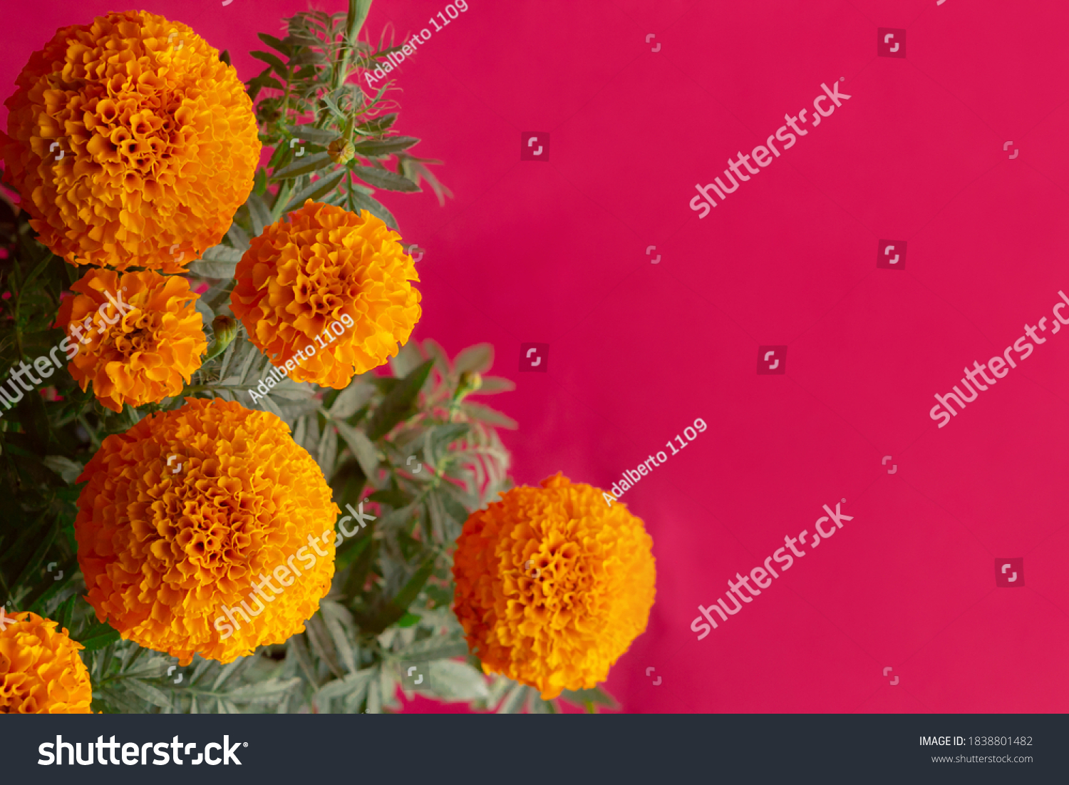 Cempasuchil Natural Flowers Bouquet On Rosa Stock Photo 1838801482