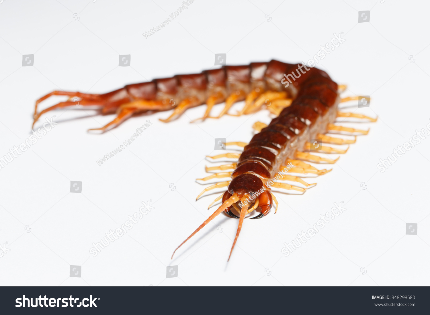 6,924 Centipede on white background Images, Stock Photos & Vectors ...