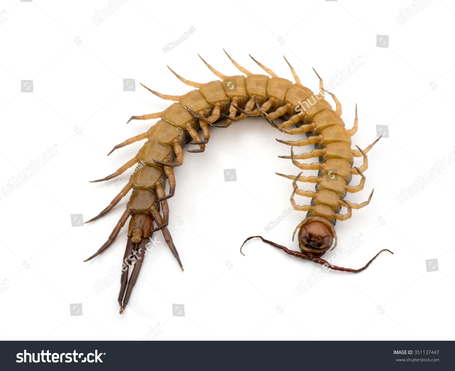 Centipede Died On White Background. Stock Photo 351137447 : Shutterstock