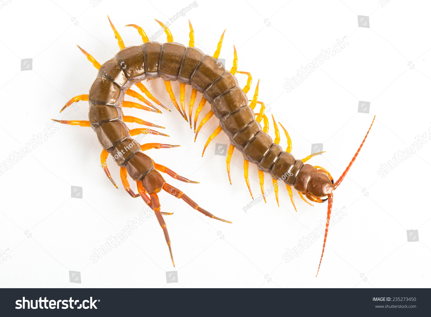 Centipede Thailand Stock Photo 235273450 - Shutterstock