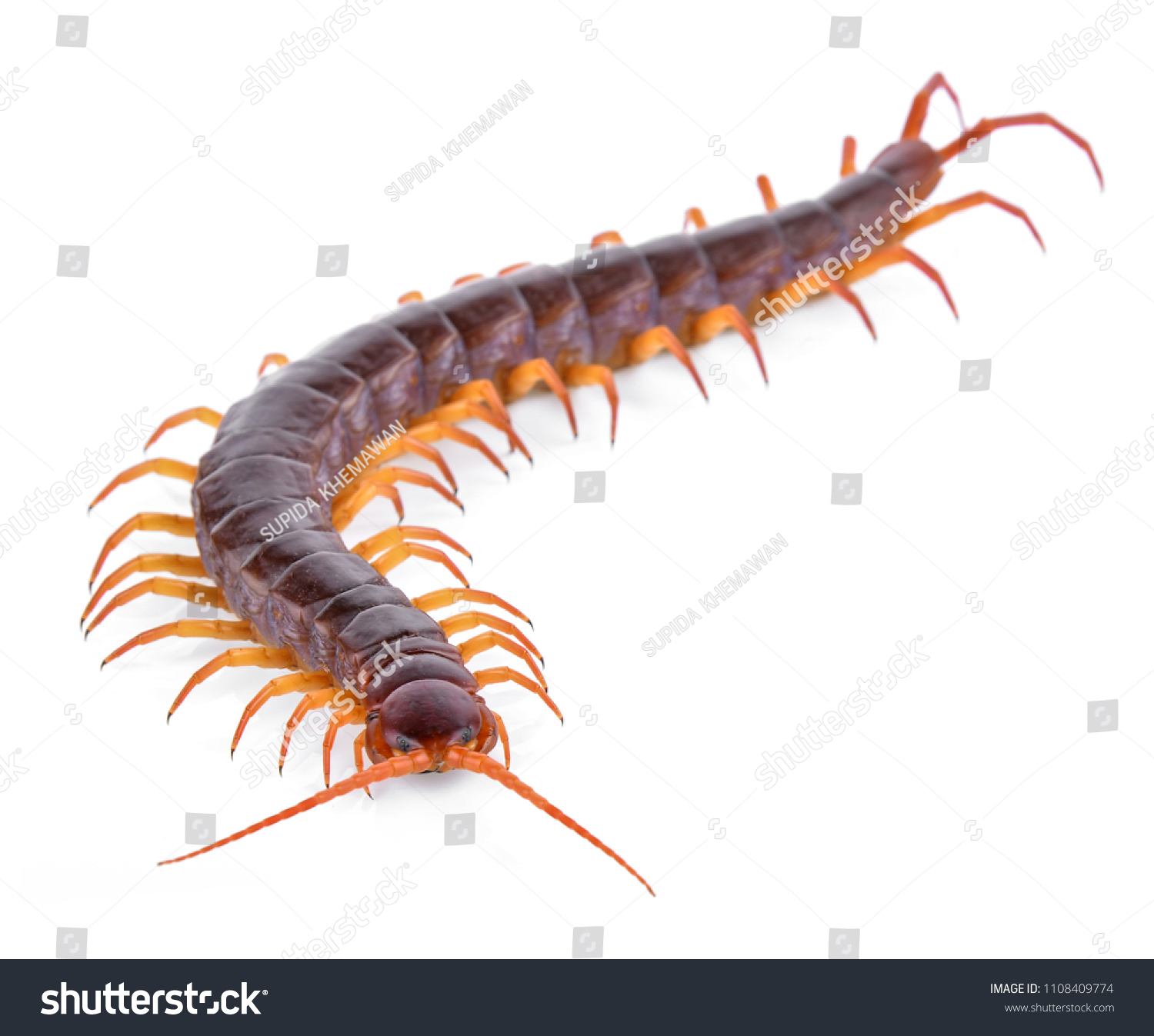 Centipede Isolated On White Background Stock Photo 1108409774 ...