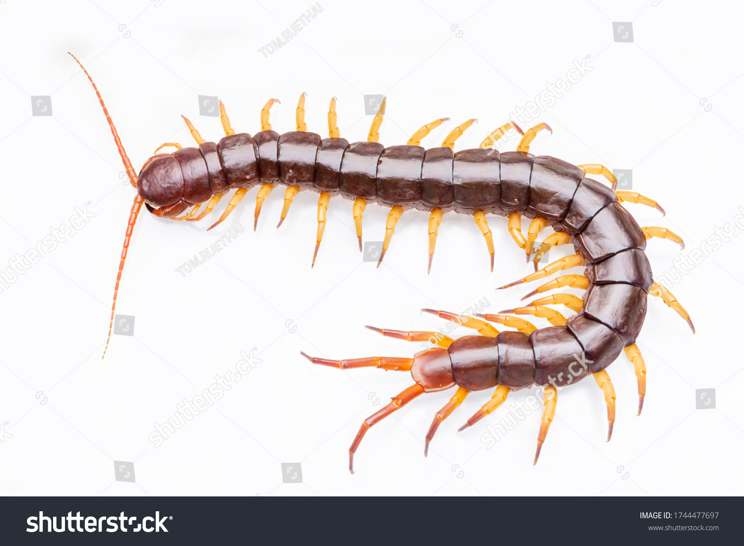 Centipede Isolated On White Background Stock Photo (Edit Now) 1744477697