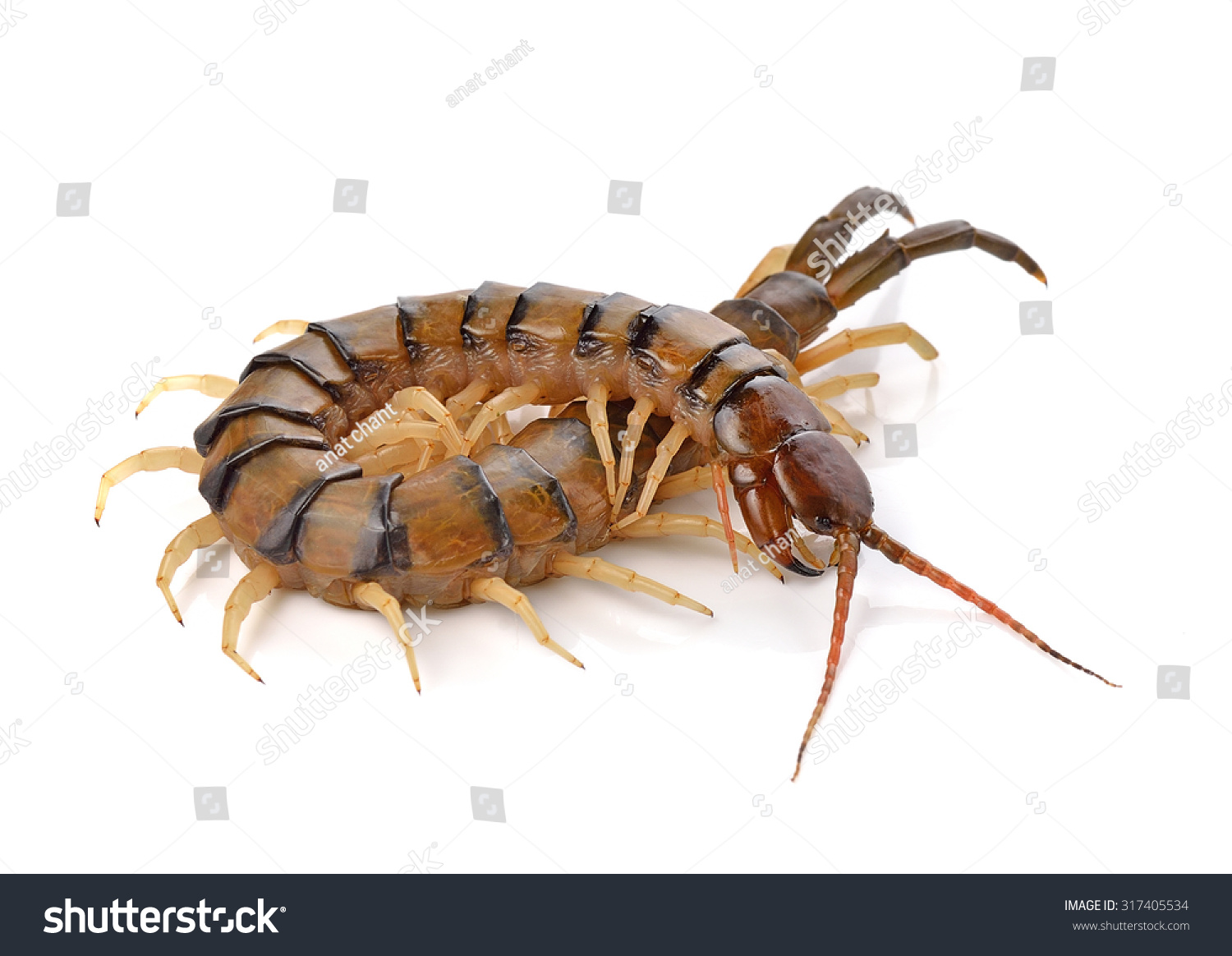 Centipede On White Background Stock Photo 317405534 : Shutterstock