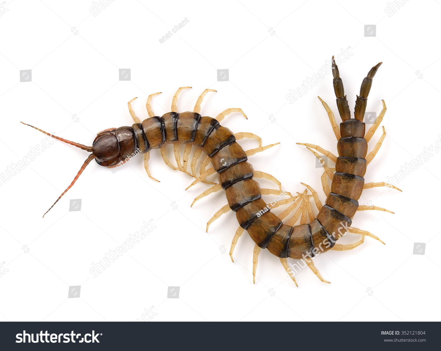 Centipede On White Background Stock Photo (Edit Now) 352121804