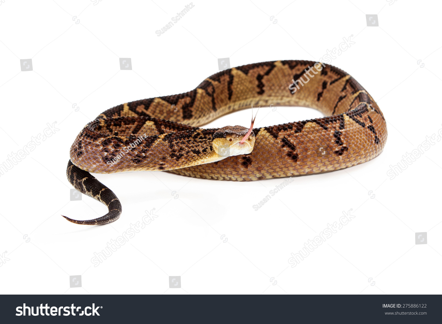 Central American Bushmaster, A Venomous Pit Viper Snake Found Mainly In ...