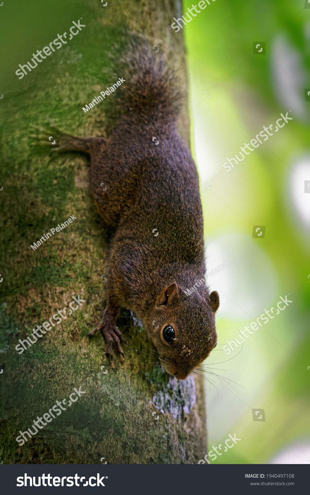 4 imágenes de Microsciurus alfari - Imágenes, fotos y vectores de stock