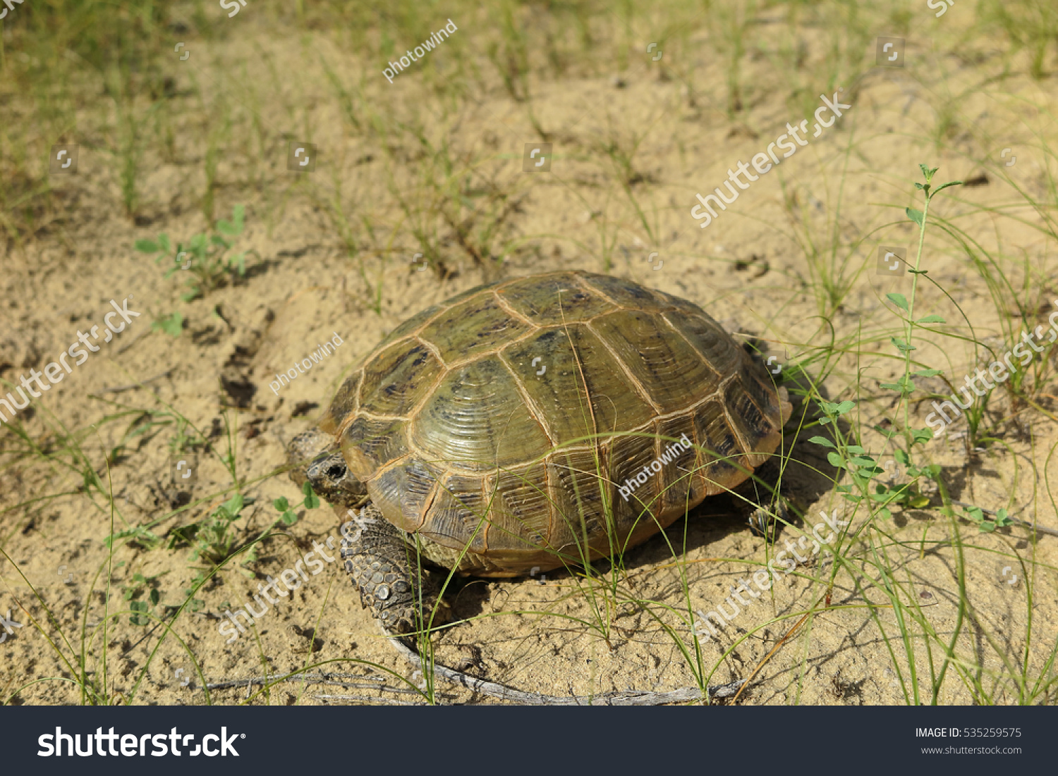 Central Asian Tortoise Agrionemys Horsfieldii Crawling Stock Photo ...