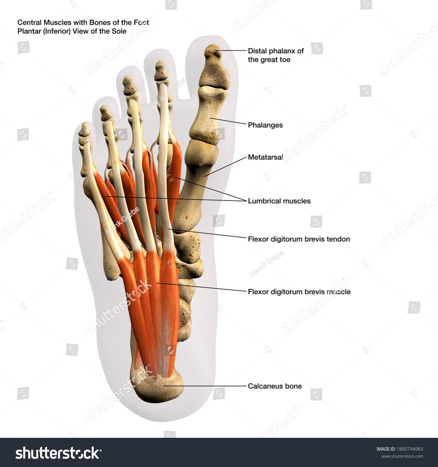 130 Plantar flexors Images, Stock Photos & Vectors | Shutterstock