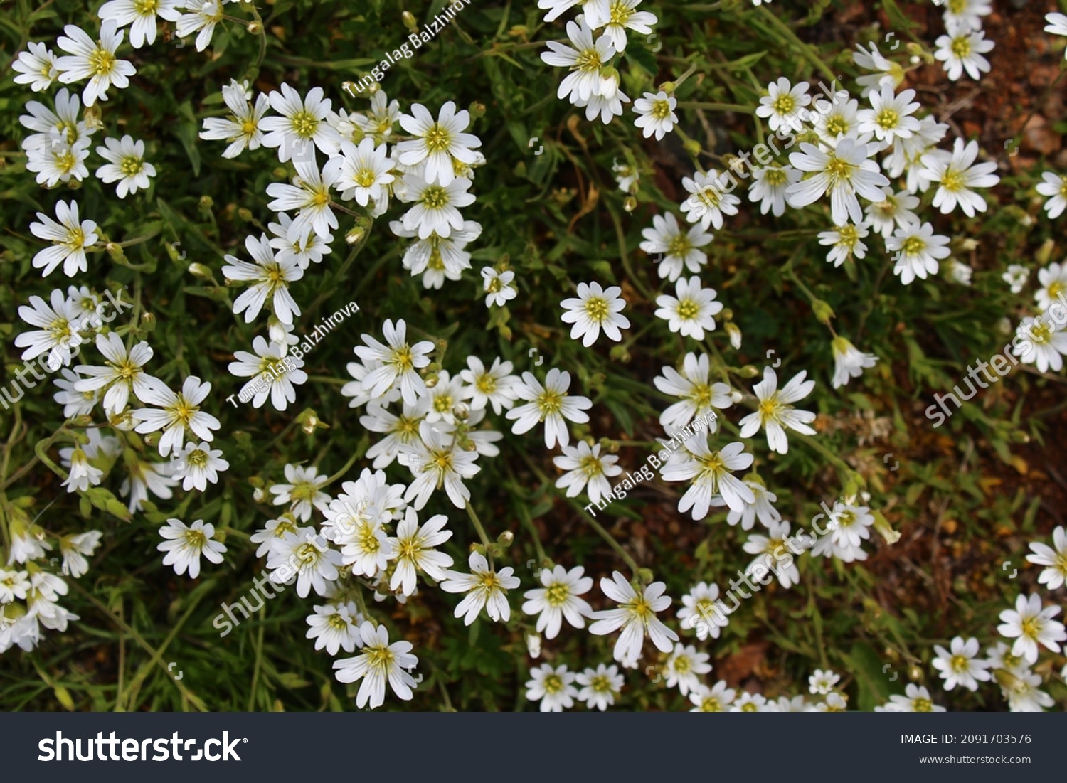 68 Starweed Images, Stock Photos & Vectors | Shutterstock