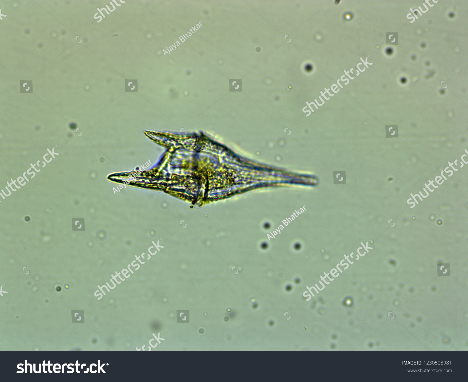 Ceratium Furca Dinoflagellate