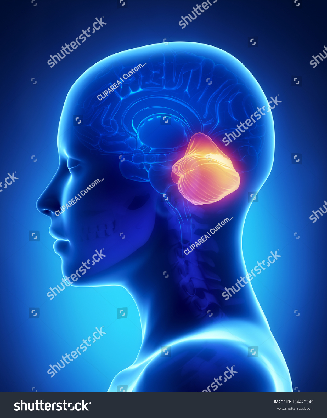 Cerebellum Female Brain Anatomy Lateral View Ilustración De Stock 134423345 Shutterstock 9106