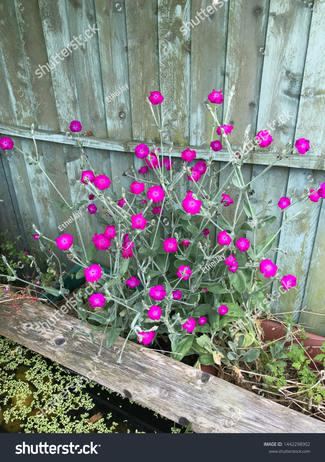 Cerise Pink Flowers Silver Twiggy Stems Stock Photo Edit Now