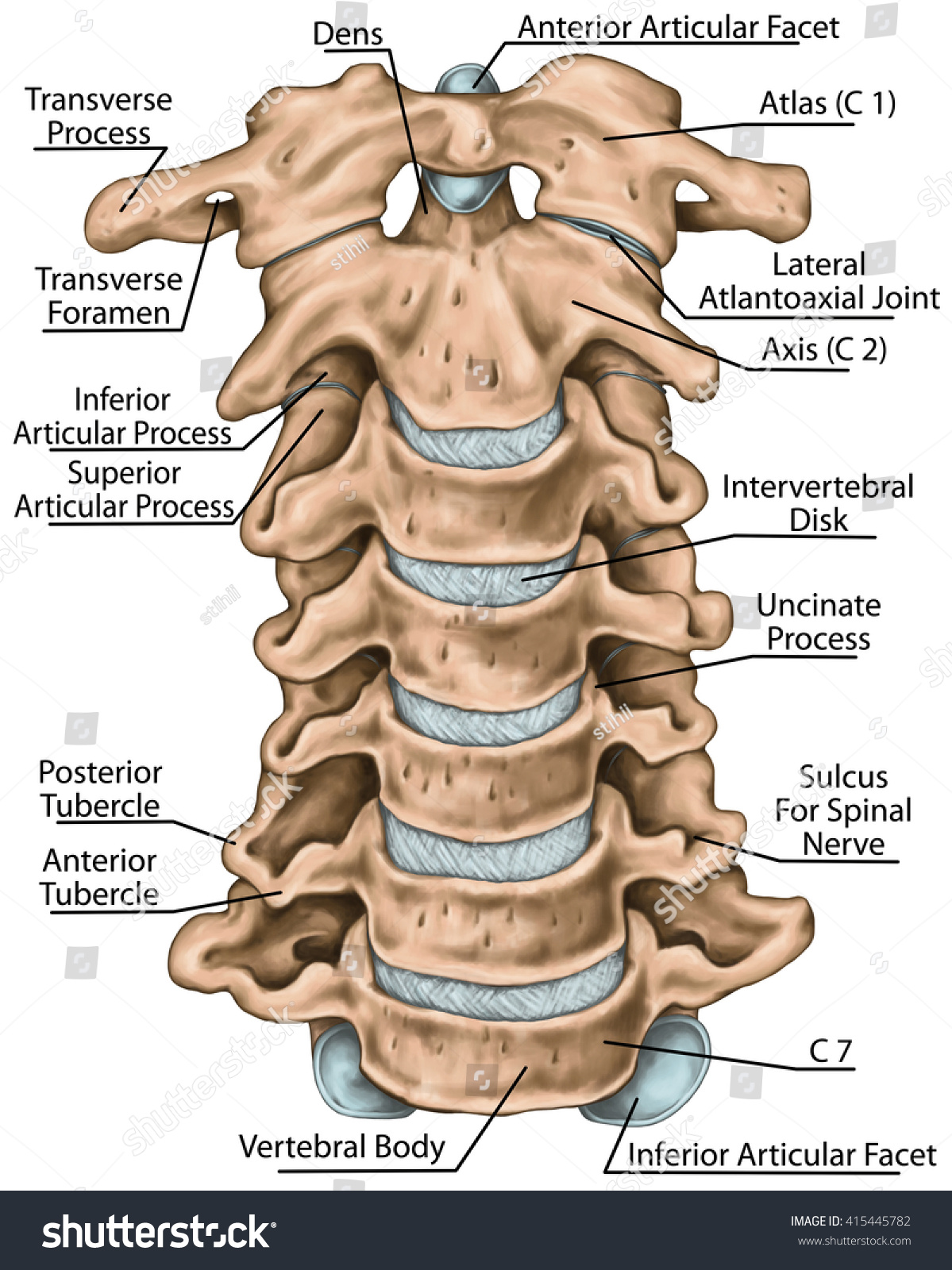Human Cervical Spine Anatomy - vrogue.co