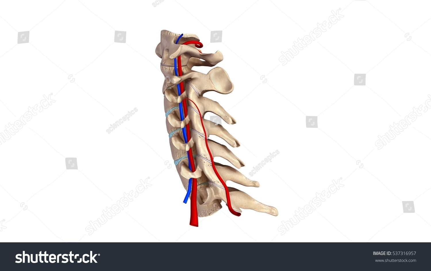 Cervical Spine Blood Vessels Lateral View Stock Illustration 537316957