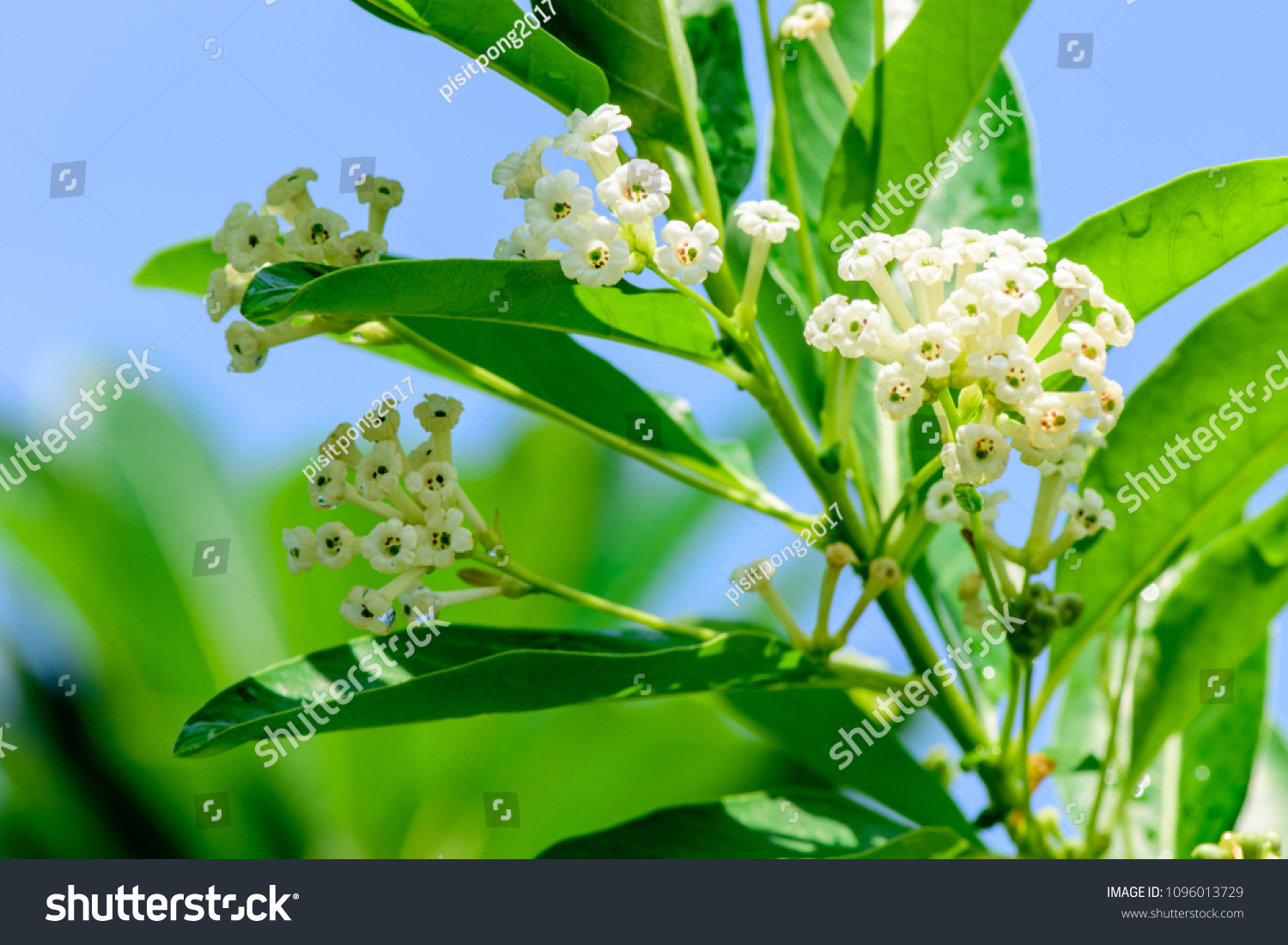 Cestrum Diurnum King Day Day Cestrum Stock Photo Edit Now