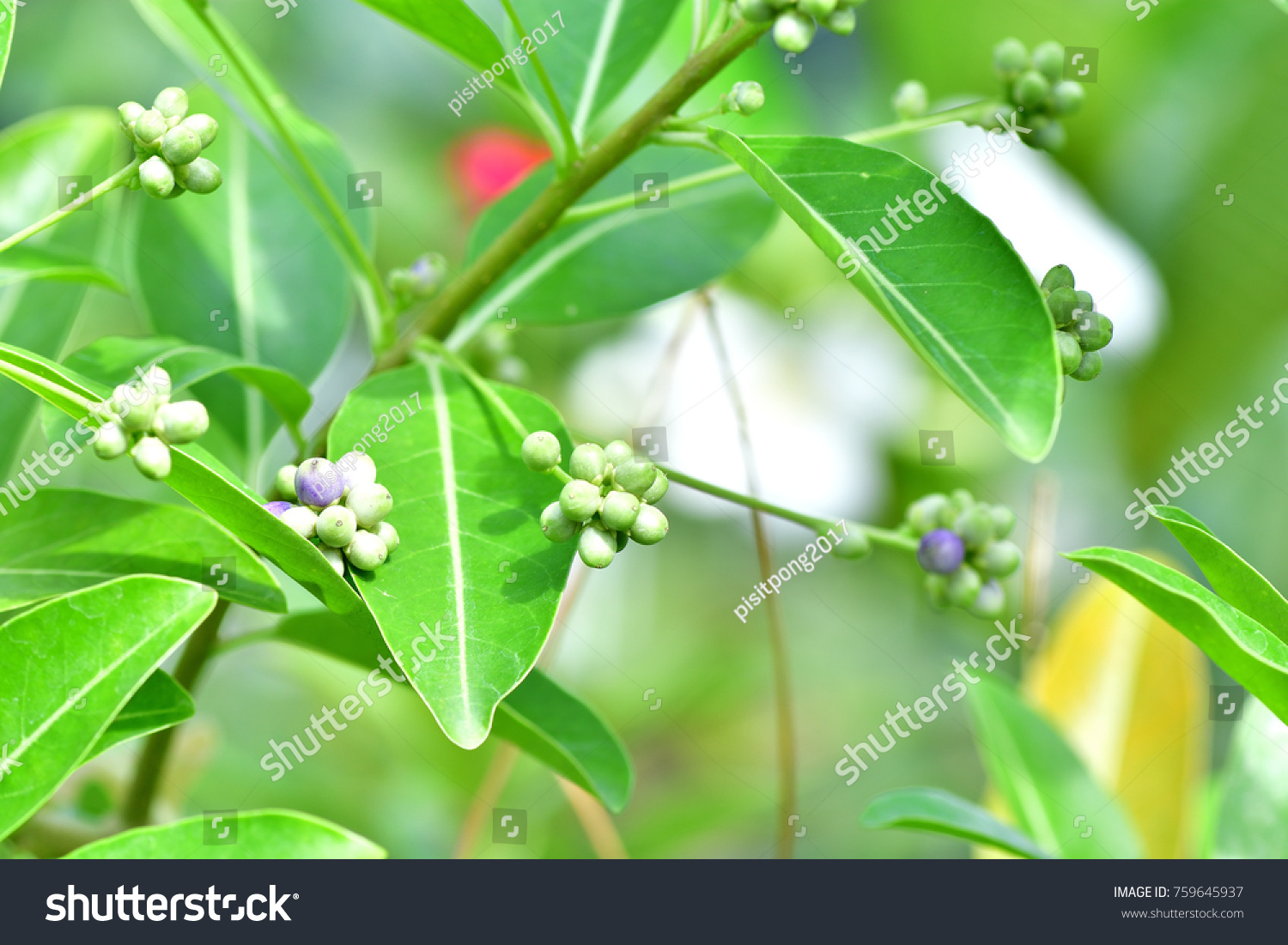 Cestrum Nocturnum Night Blooming Jasmine Knight Arkivfoto Rediger Na 759645937