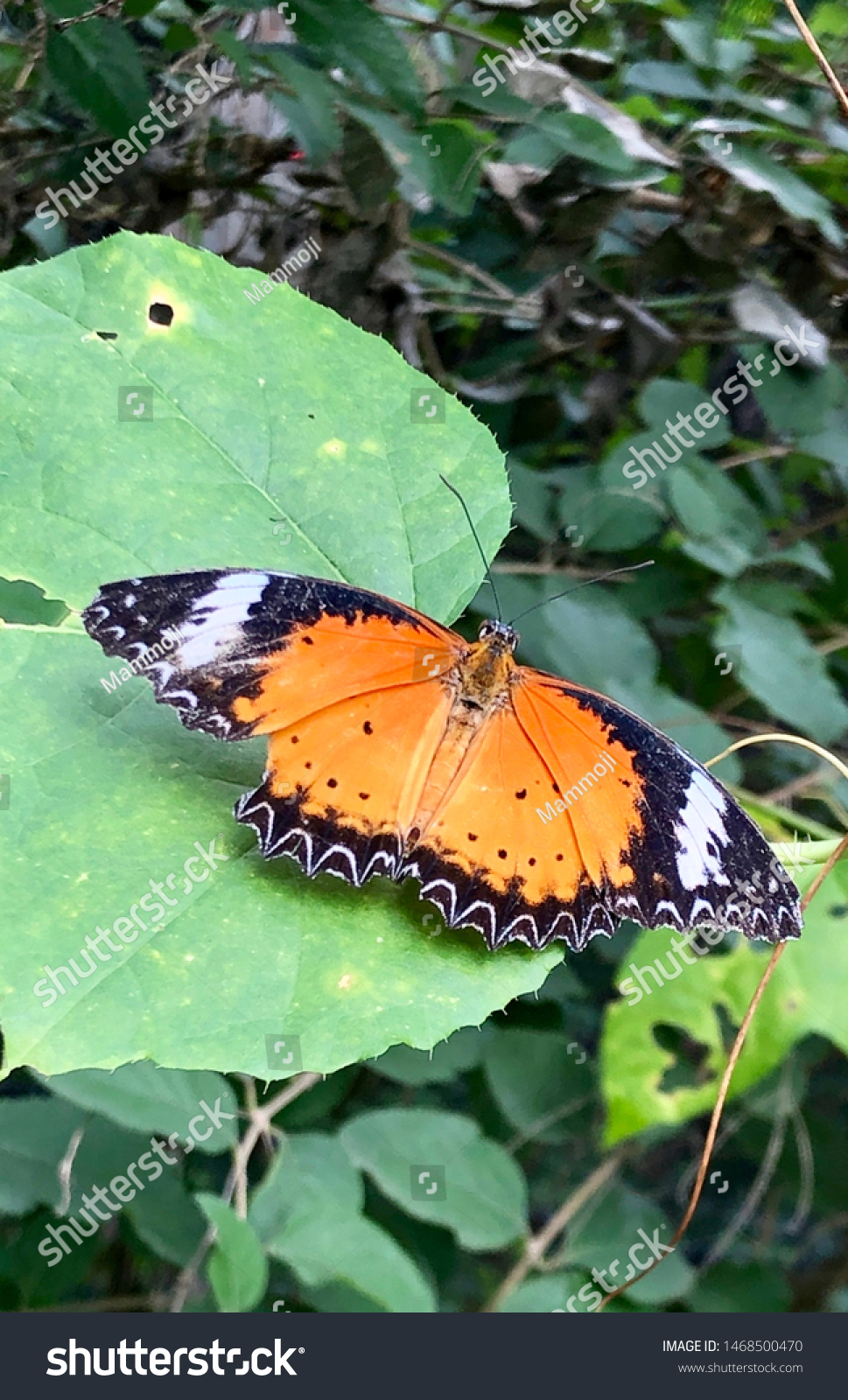 Cethosia Biblis Butterfly Garden Stock Photo Edit Now 1468500470