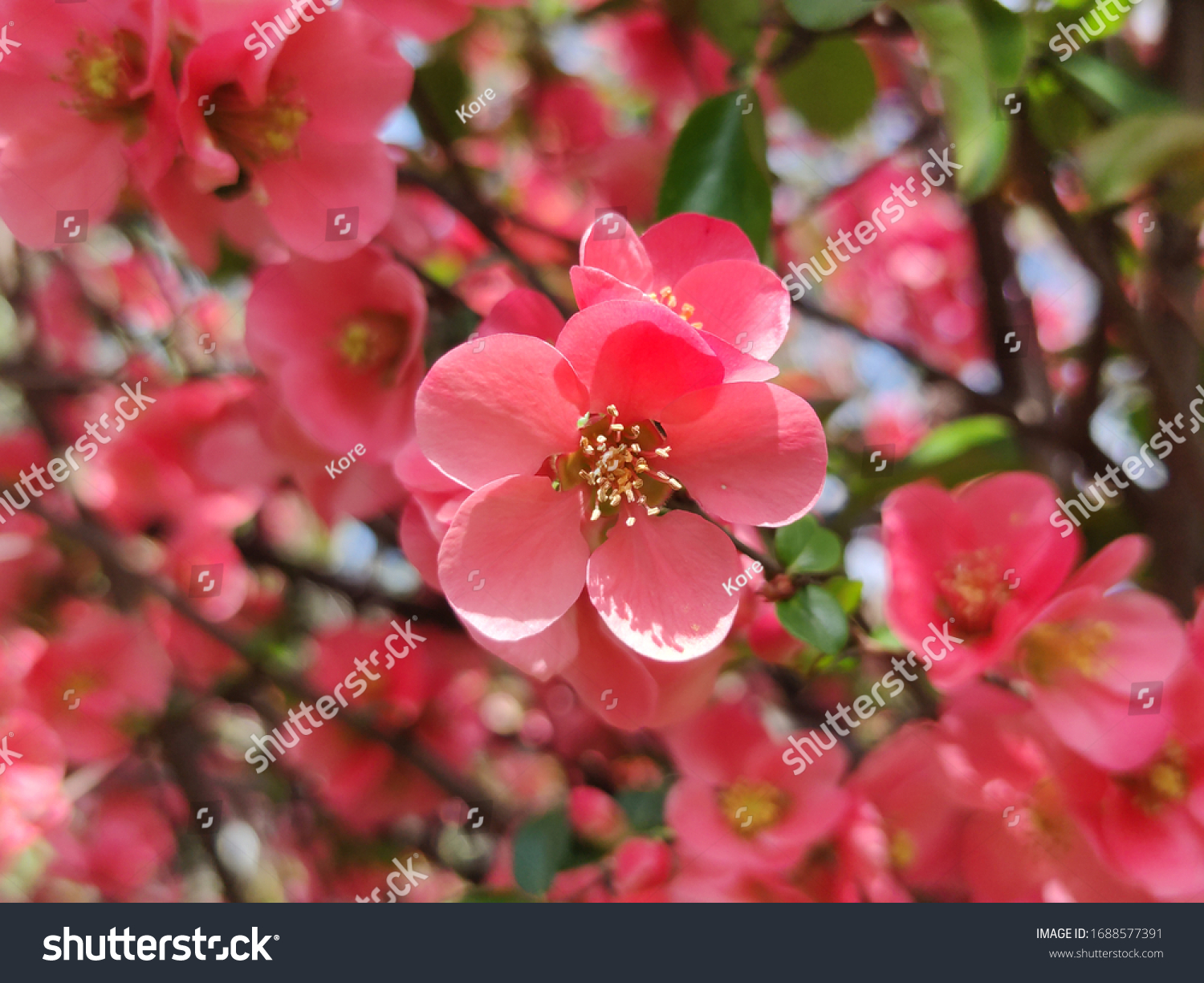 Flowering-quince Images, Stock Photos & Vectors | Shutterstock