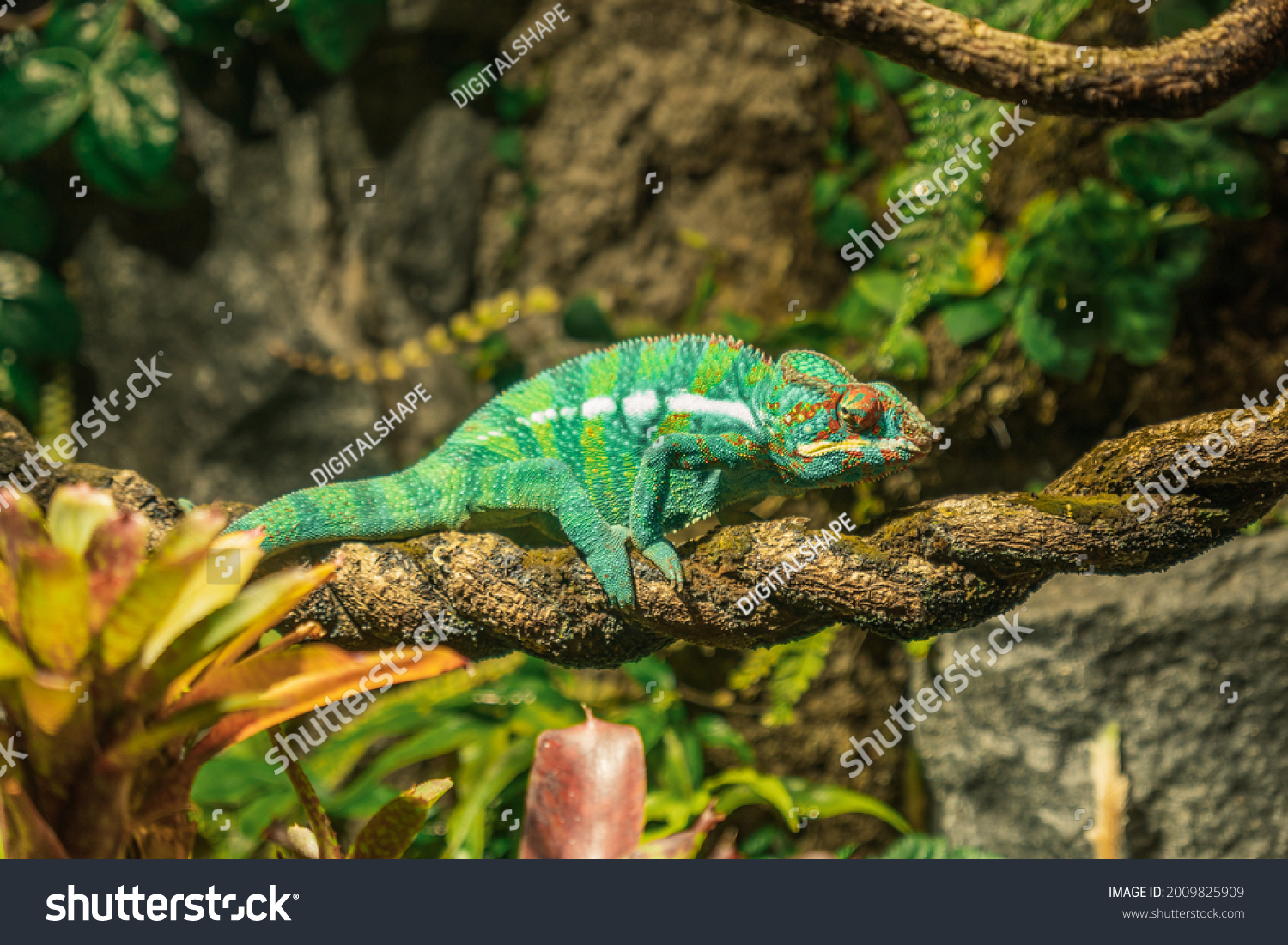 Oceanarium Stock Photos, Images & Photography | Shutterstock