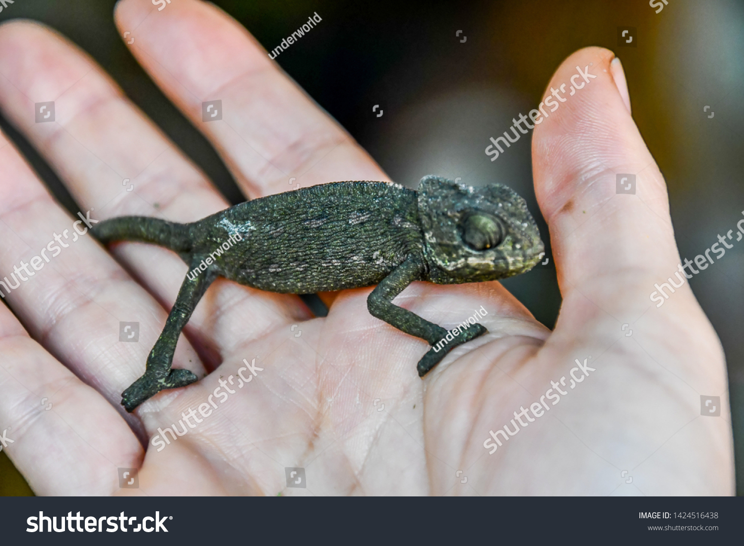 Chameleon On Hand Photo Background Baby Stock Photo Edit Now