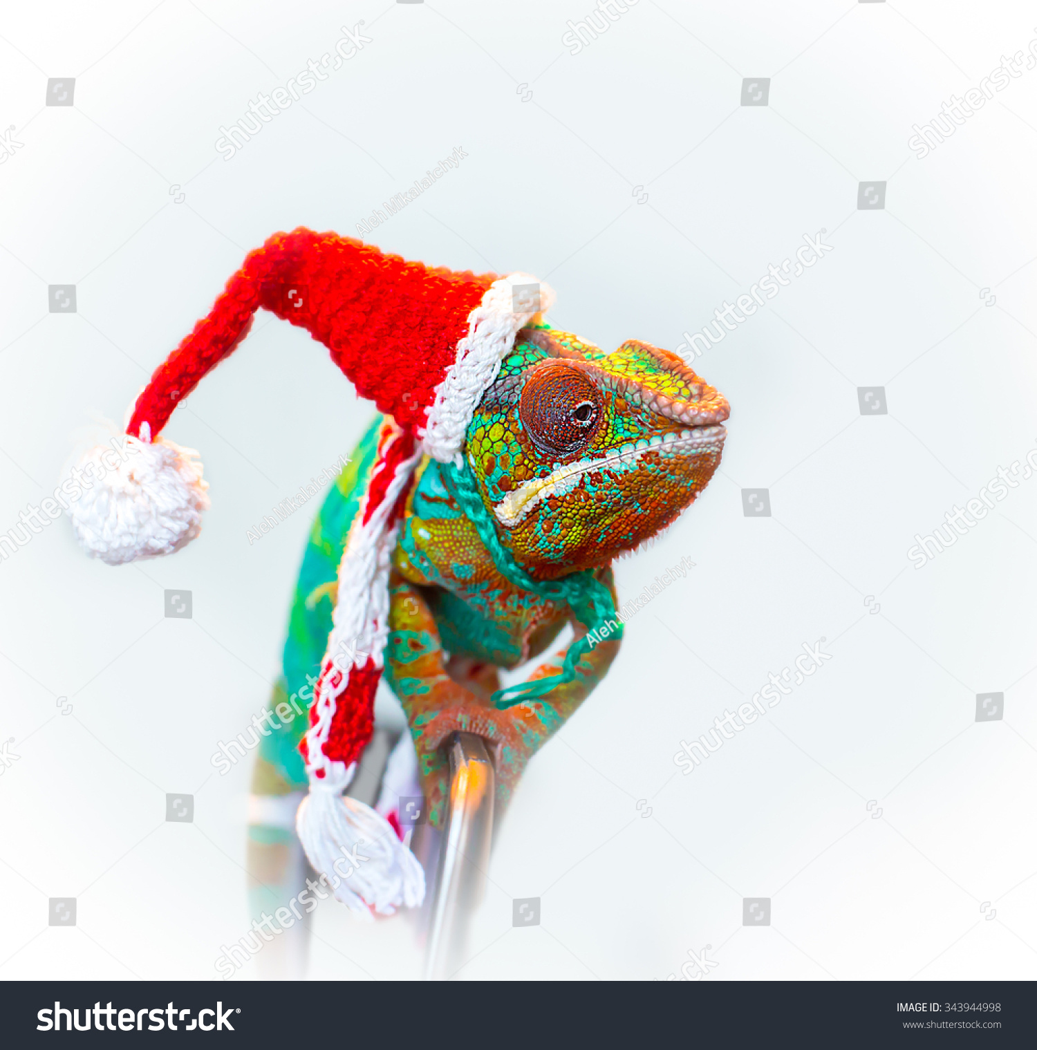 santa chameleon