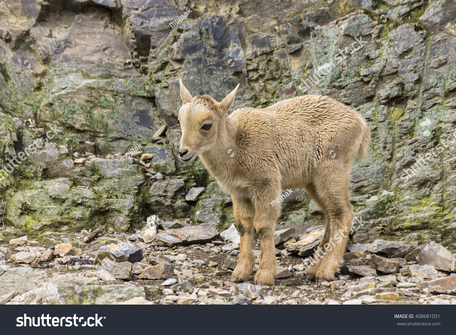 Chamois Baby Animal Photo Stock Photo Edit Now