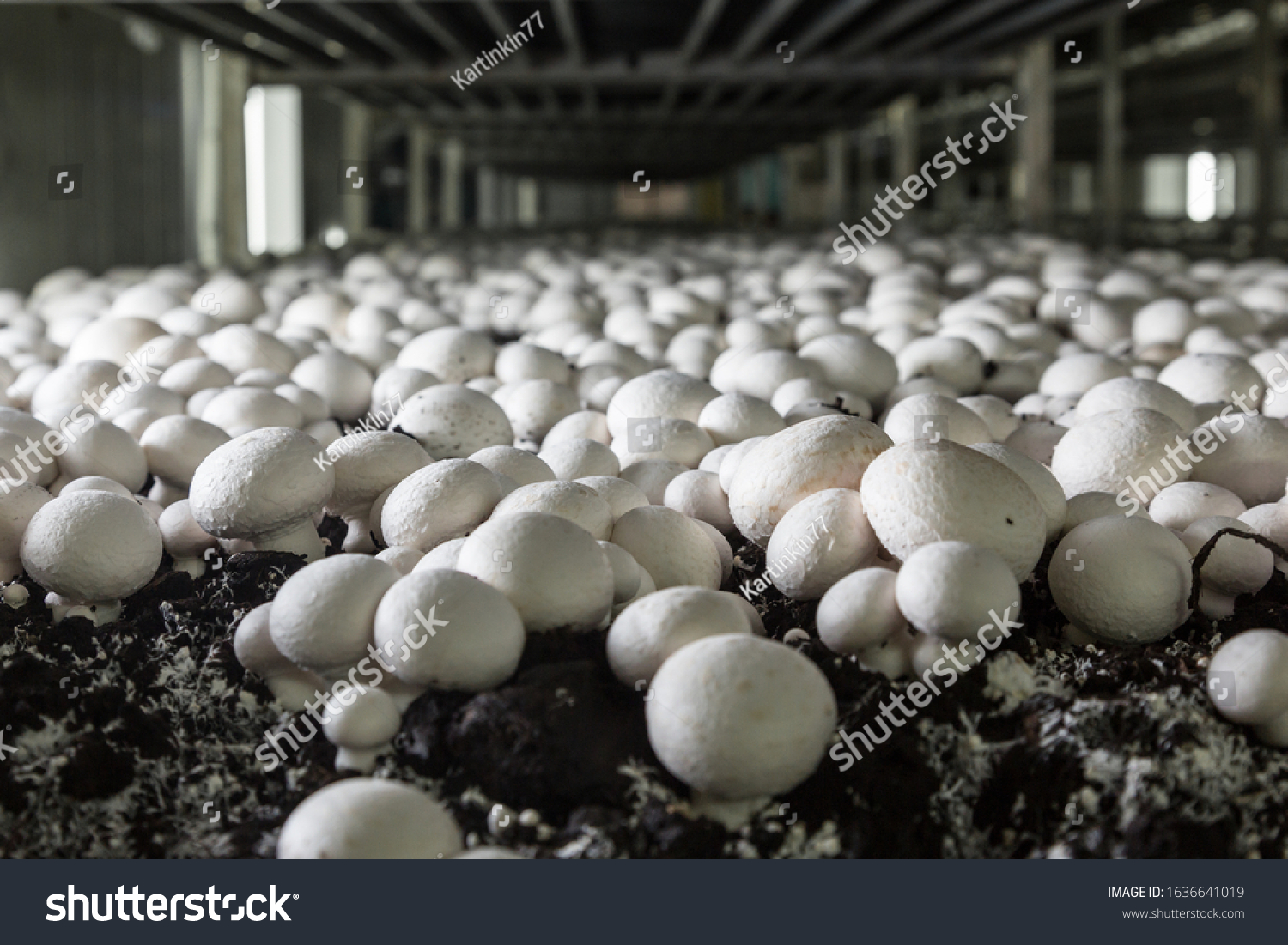 38,999 Mushrooms farm Images, Stock Photos & Vectors | Shutterstock