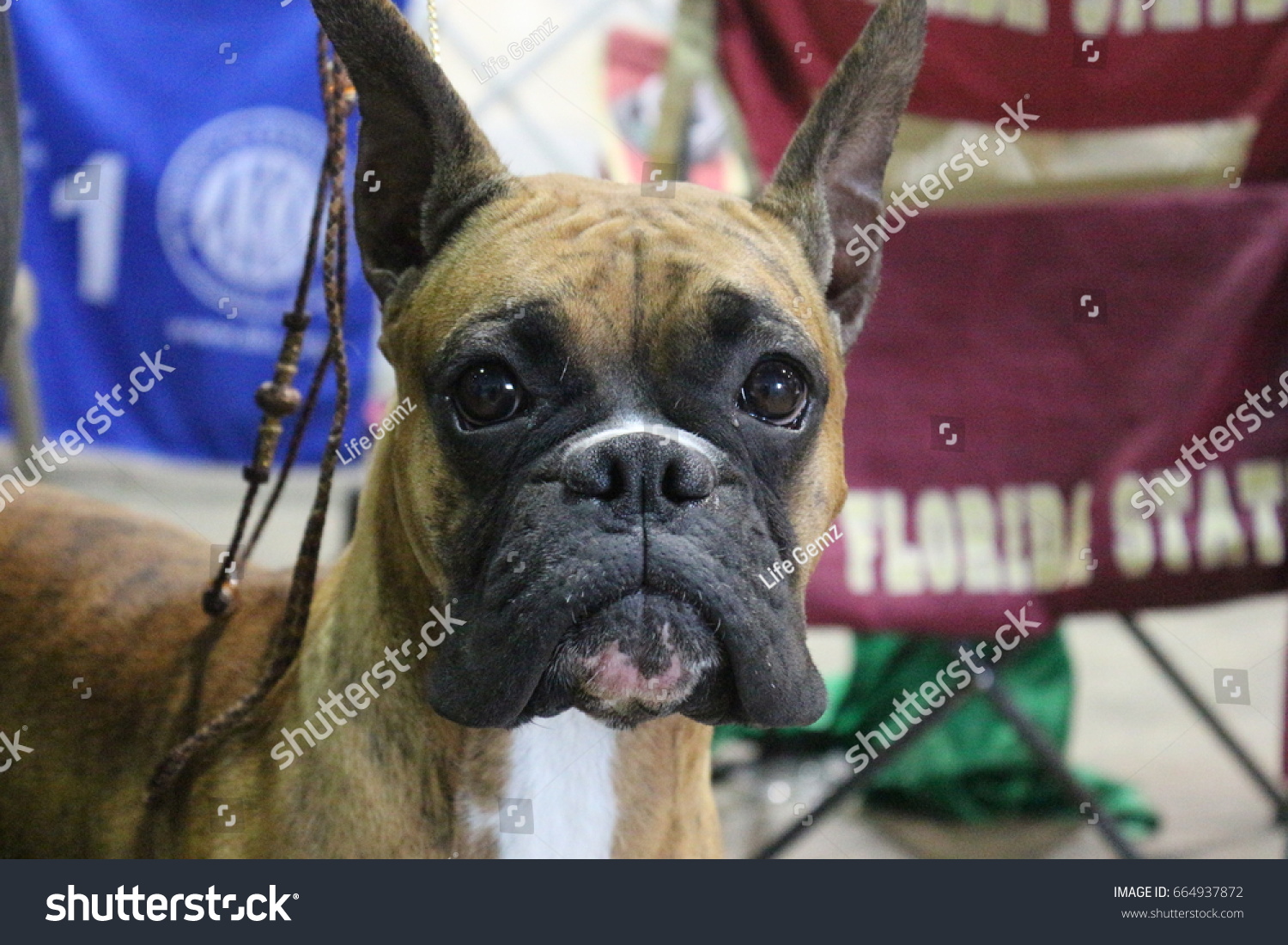 Vag brænde strop Champion Boxer Dog Show Stock Photo (Edit Now) 664937872