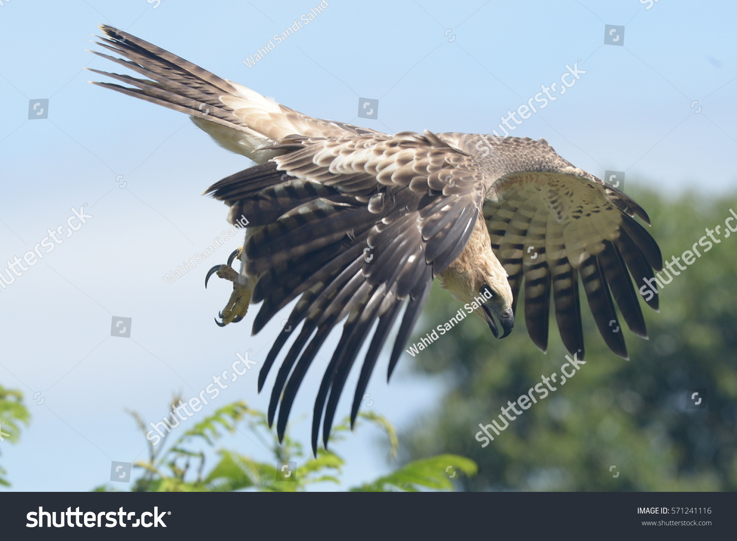 Changeable Hawk Eagle Flight Ground Elegant Stock Photo (Edit Now ...