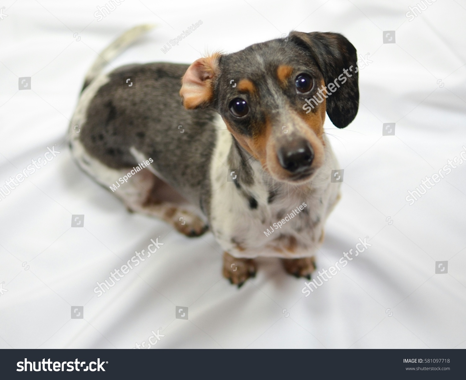 Charlie Silver Mini Dapple Dachshund Short Animals Wildlife