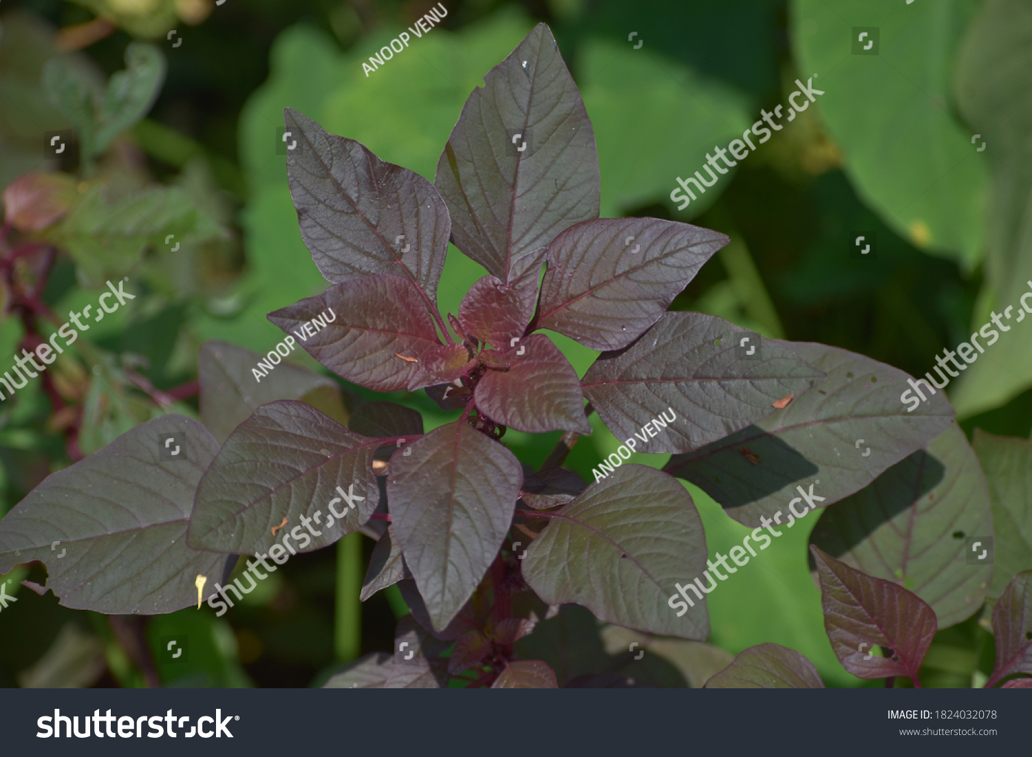 Cheera Red Spinach Chinese Spinach Spleen Stock Photo (Edit Now) 1824032078