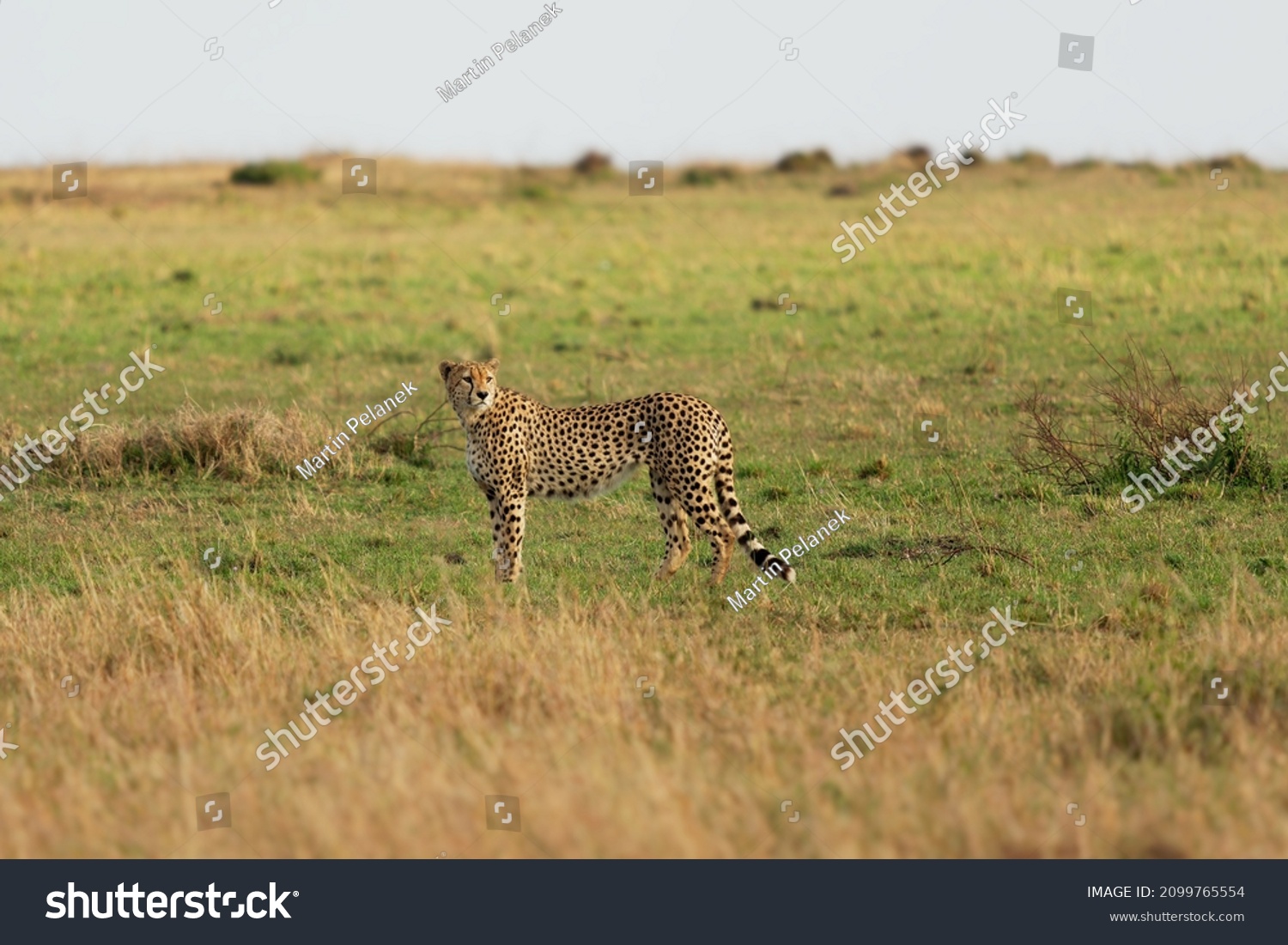 Iran cat Images, Stock Photos & Vectors | Shutterstock
