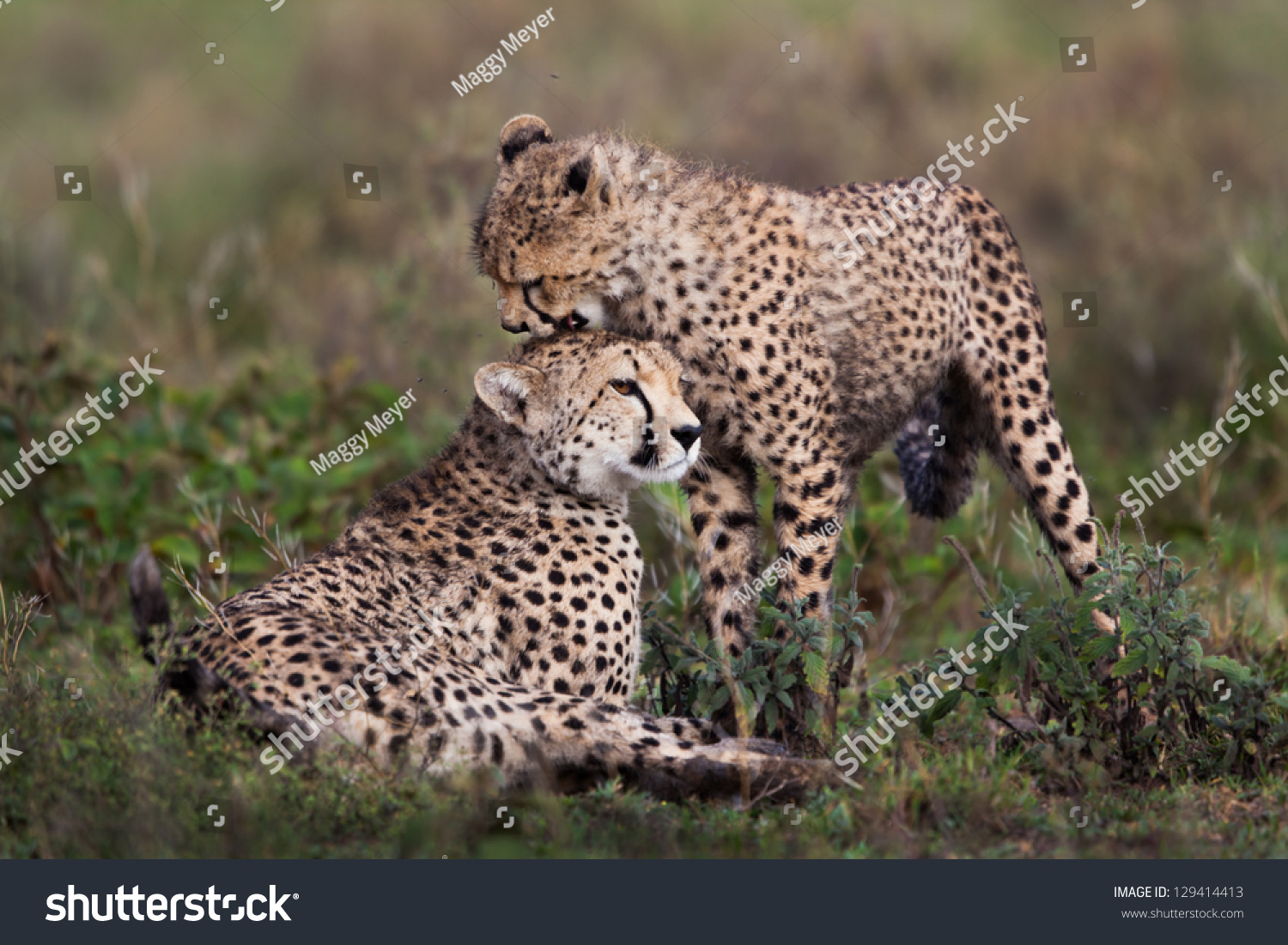 Cheetah Cub Mother Stock Photo 129414413 | Shutterstock