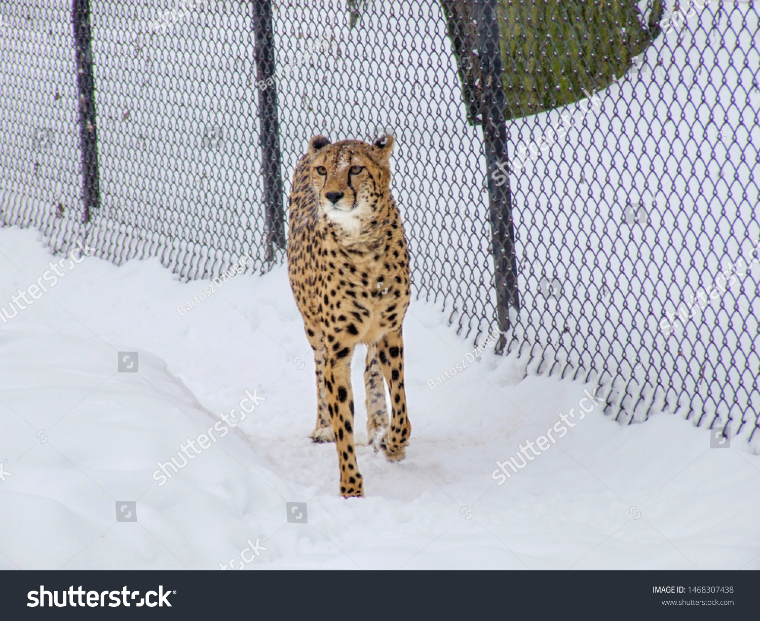 Cheetah Snow Zoo Cheetah Walking On Stock Photo Edit Now