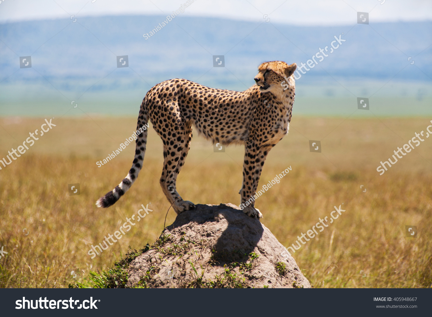 3dRose lsp_71043_6 Kenya Two cheetahs Plug Outlet Cover Masai Mara National Reserve 
