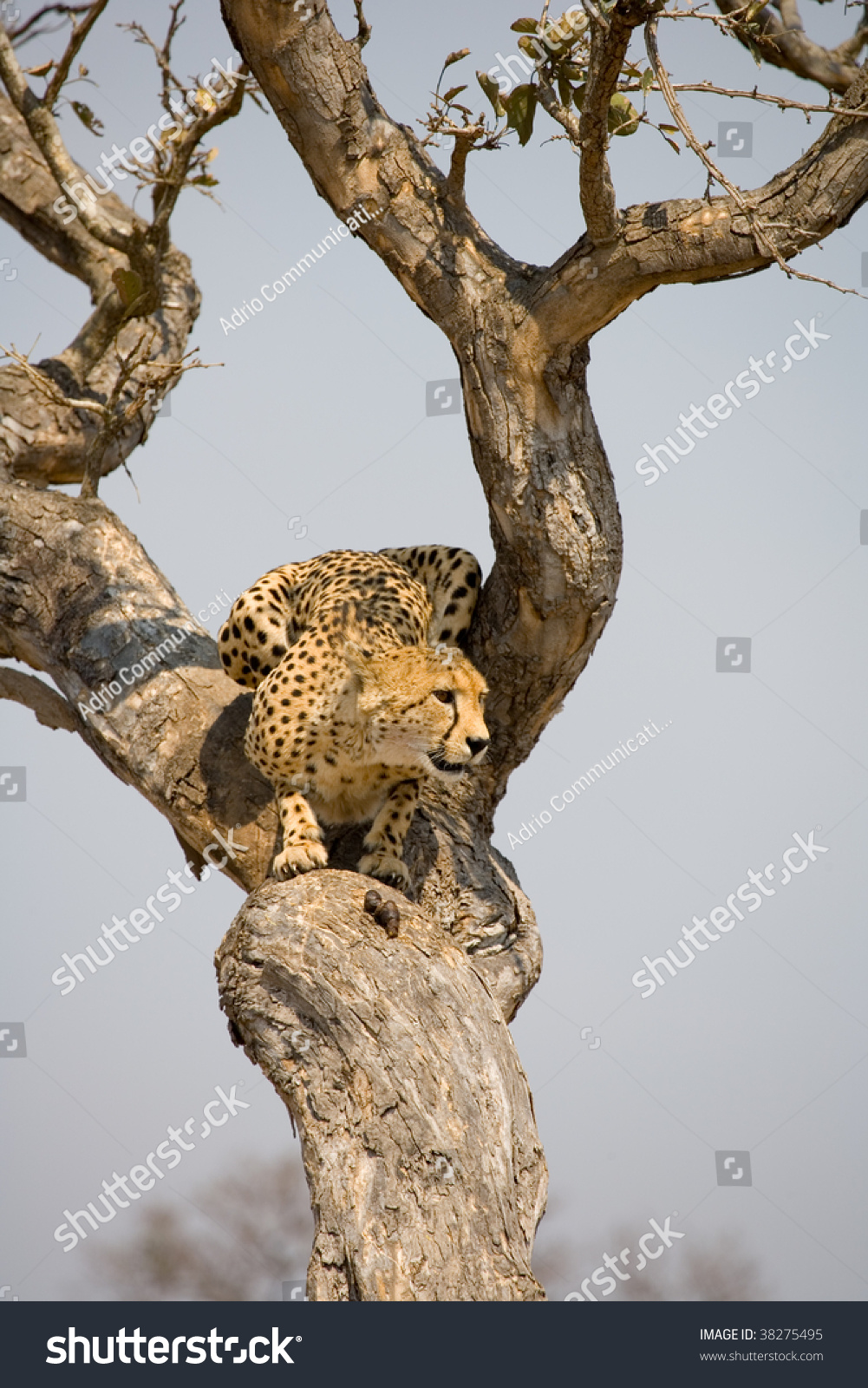 Cheetah In Tree Stock Photo 38275495 : Shutterstock