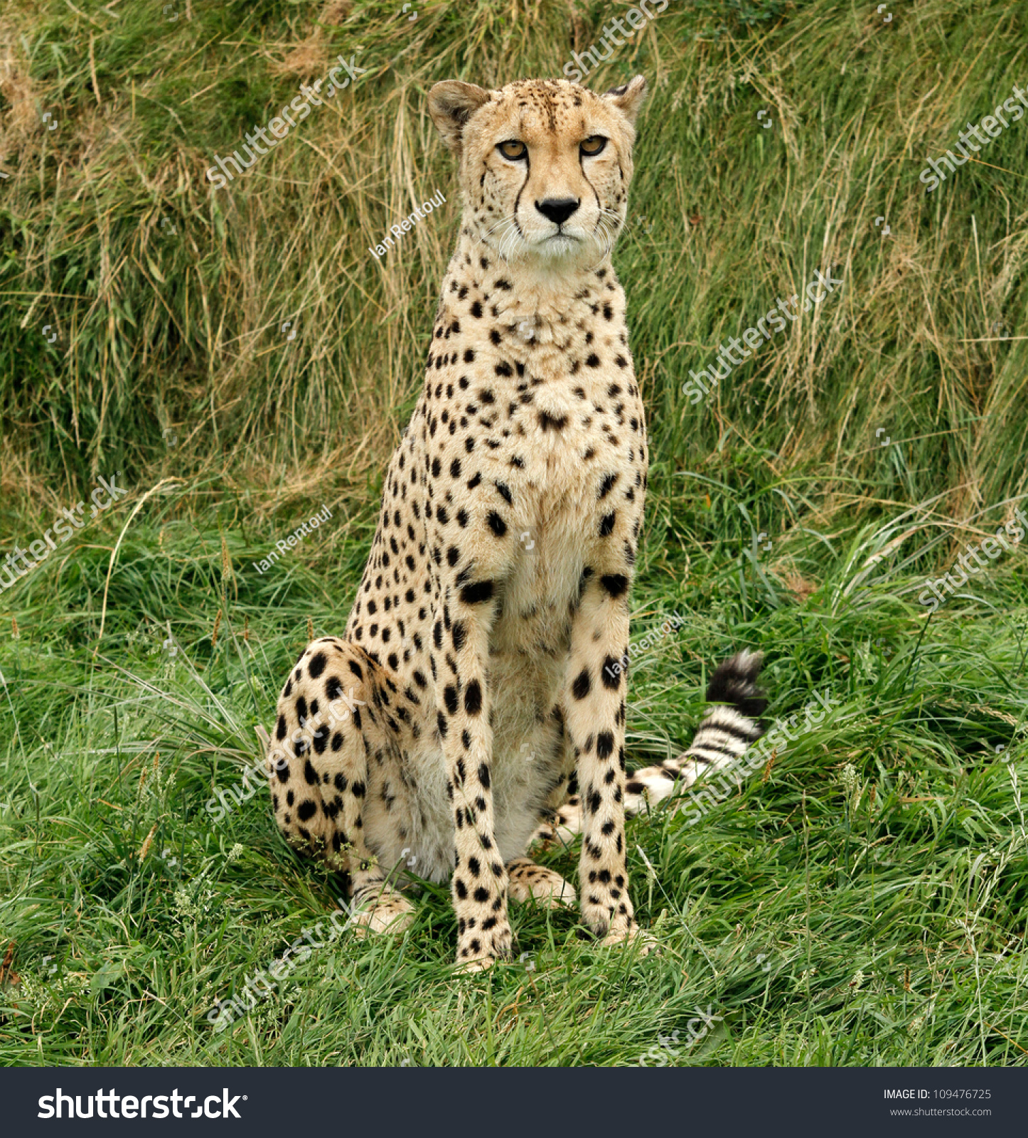 Cheetah Sitting Looking Toward Camera Stock Photo ...