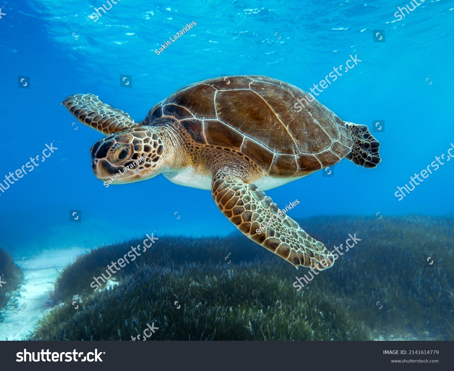 6,064 Chelonia Images, Stock Photos & Vectors | Shutterstock