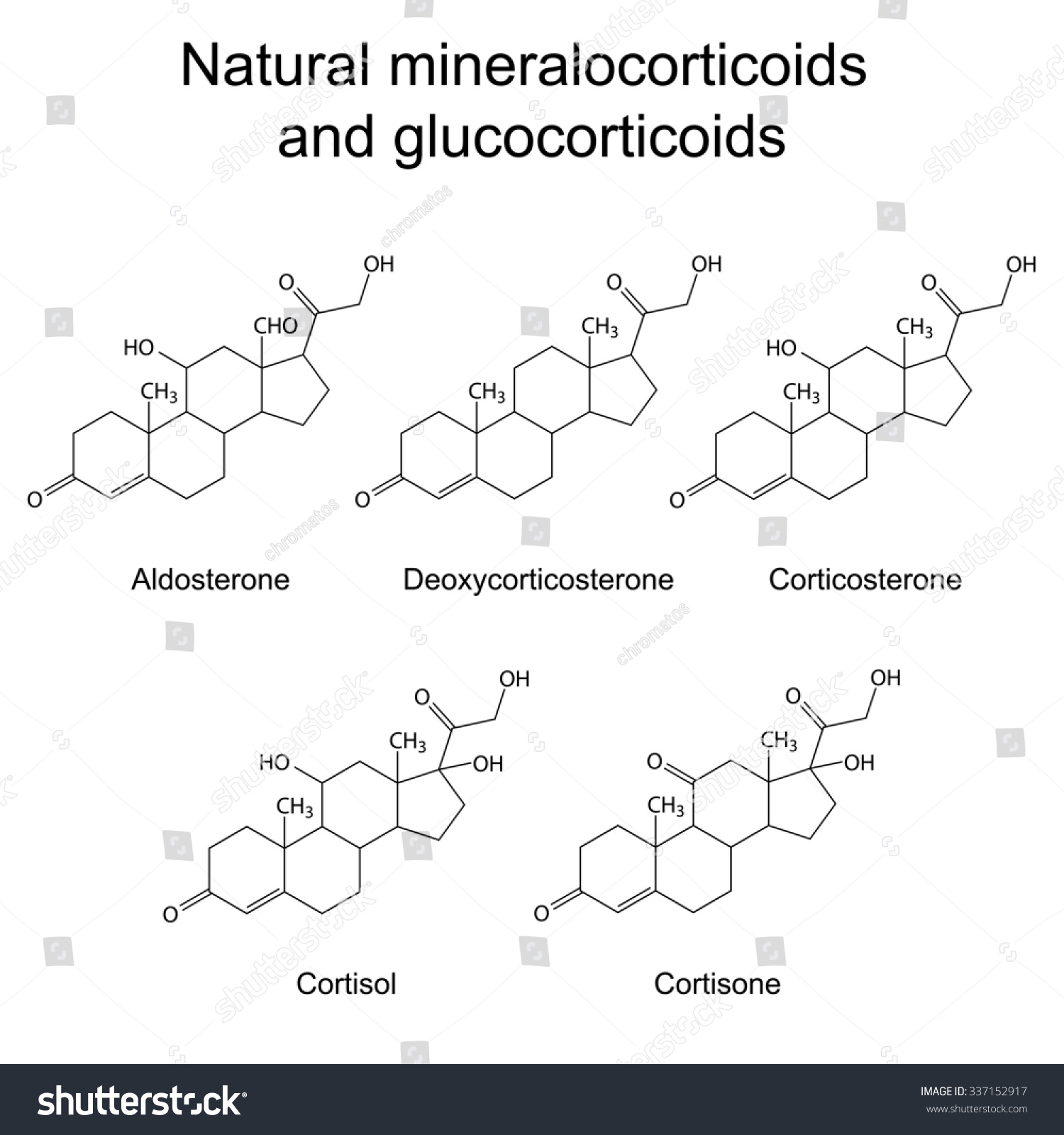 Chemical Structures Corticosteroid Hormones Aldosterone Corticosterone Stock Illustration 337152917