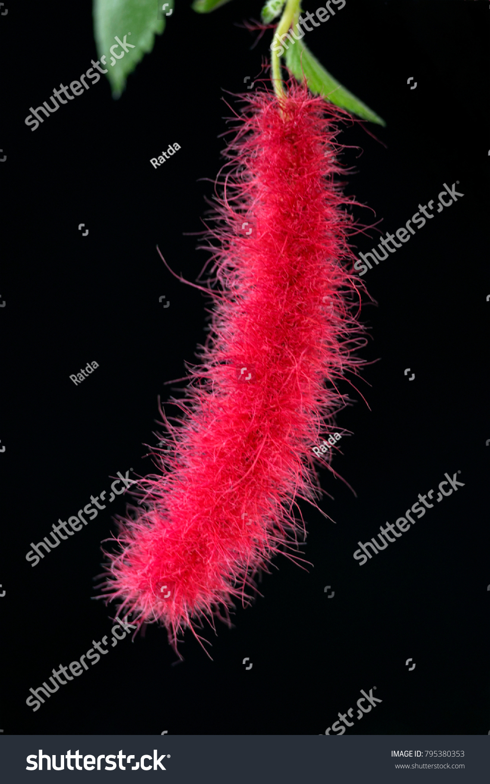 Chenille Plants Sometime Called Red Hot Stock Photo Edit Now 795380353