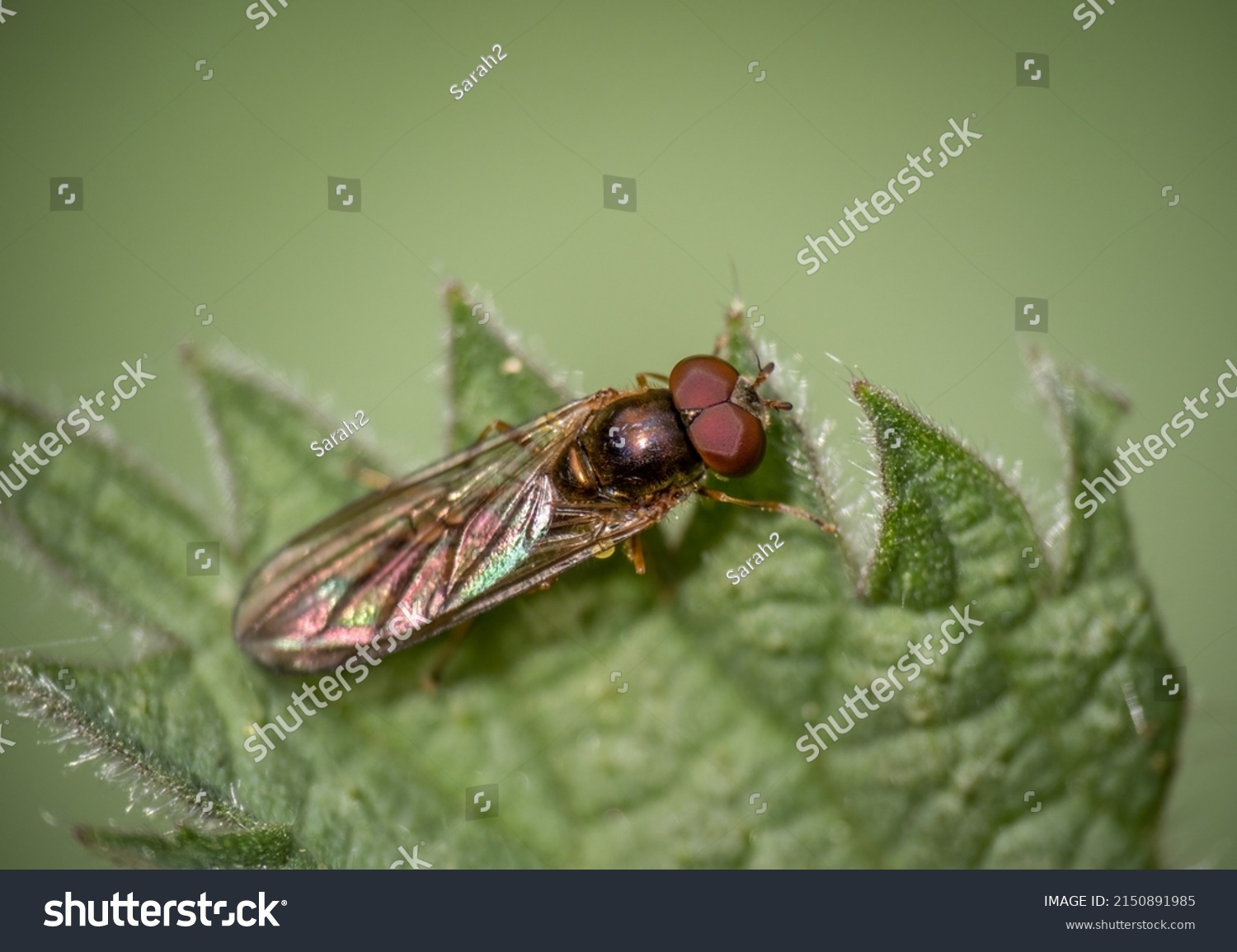 84 Melanostoma scalare Images, Stock Photos & Vectors | Shutterstock