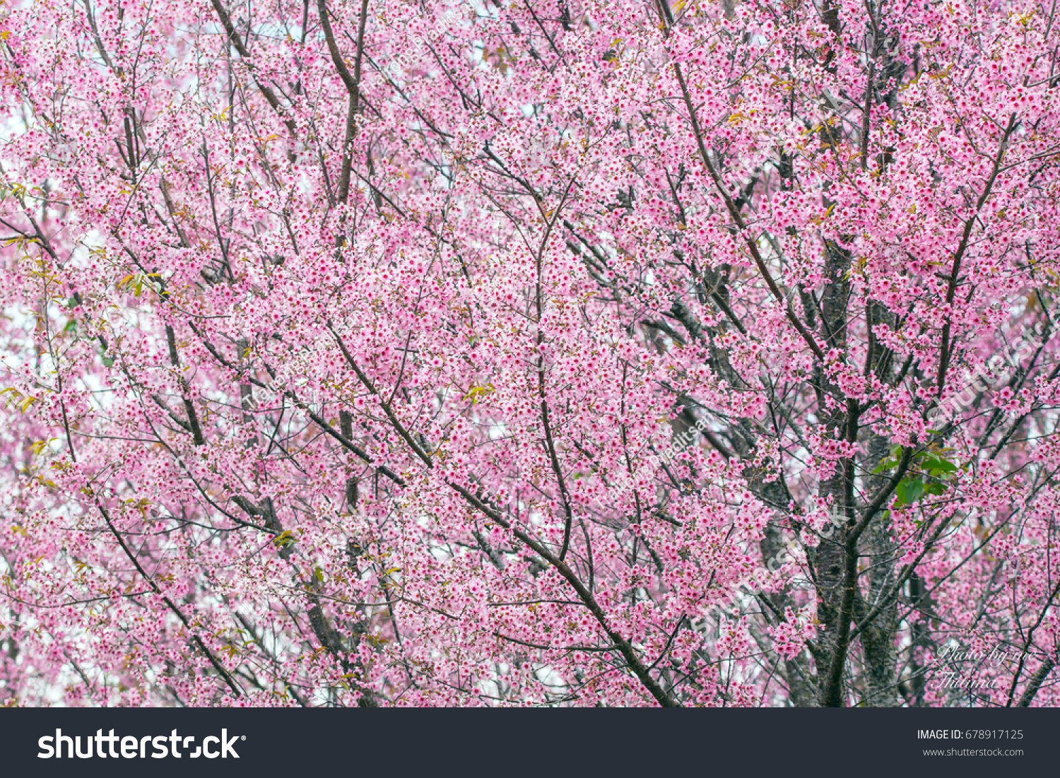 Cherry Blossom Backgrounds Winter Stock Photo Edit Now