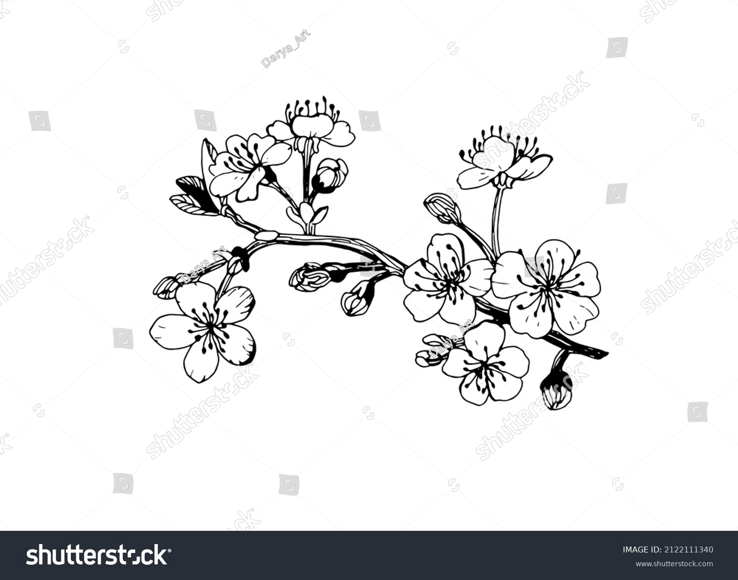 Cherry Blossom Branch Black White Drawing Stock Illustration 2122111340 ...