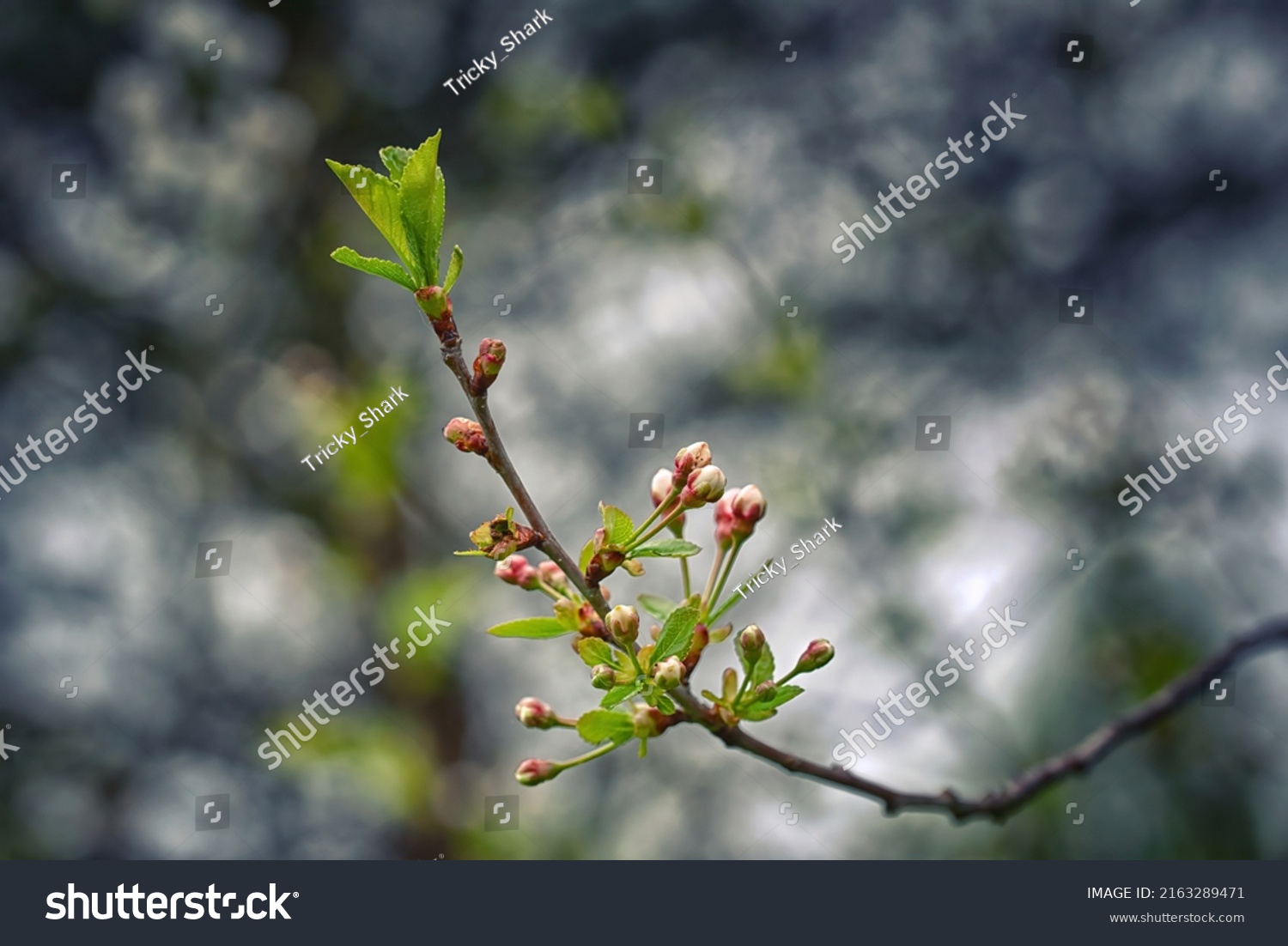 319,903 Bunch buds Images, Stock Photos & Vectors | Shutterstock