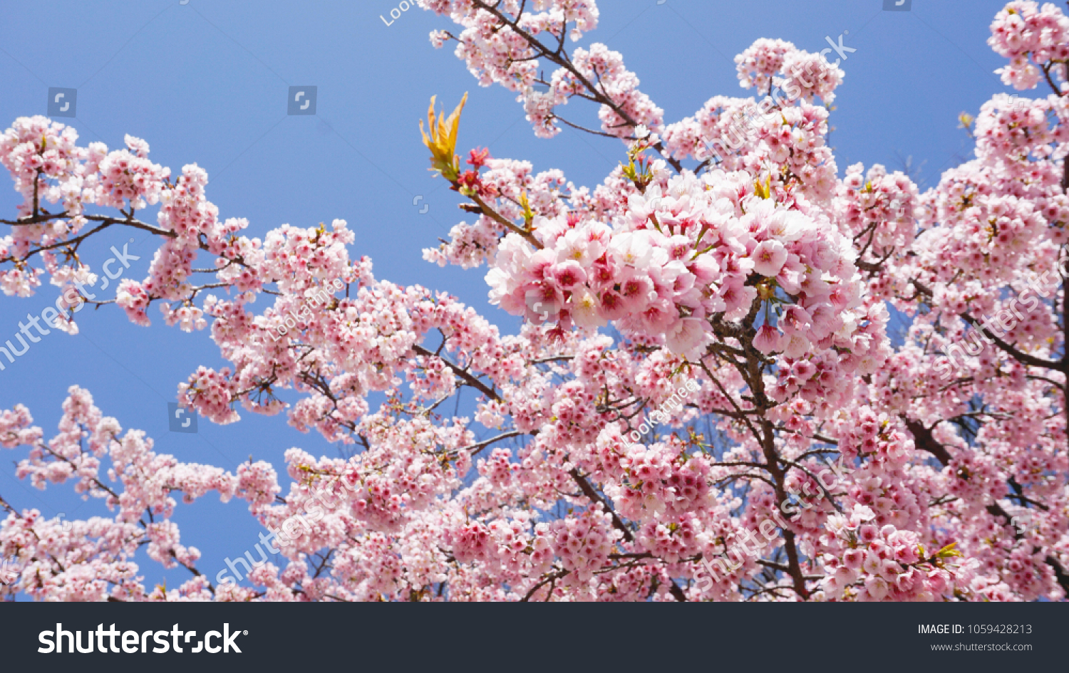 Cherry Blossom Winter Beautiful Japan Stock Photo Edit Now