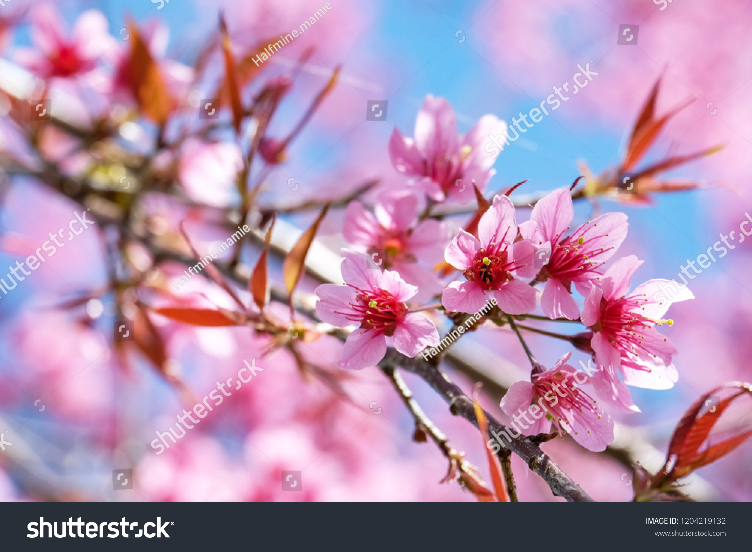 Cherry Blossom Pink Flower Winter Background Stock Photo Edit Now