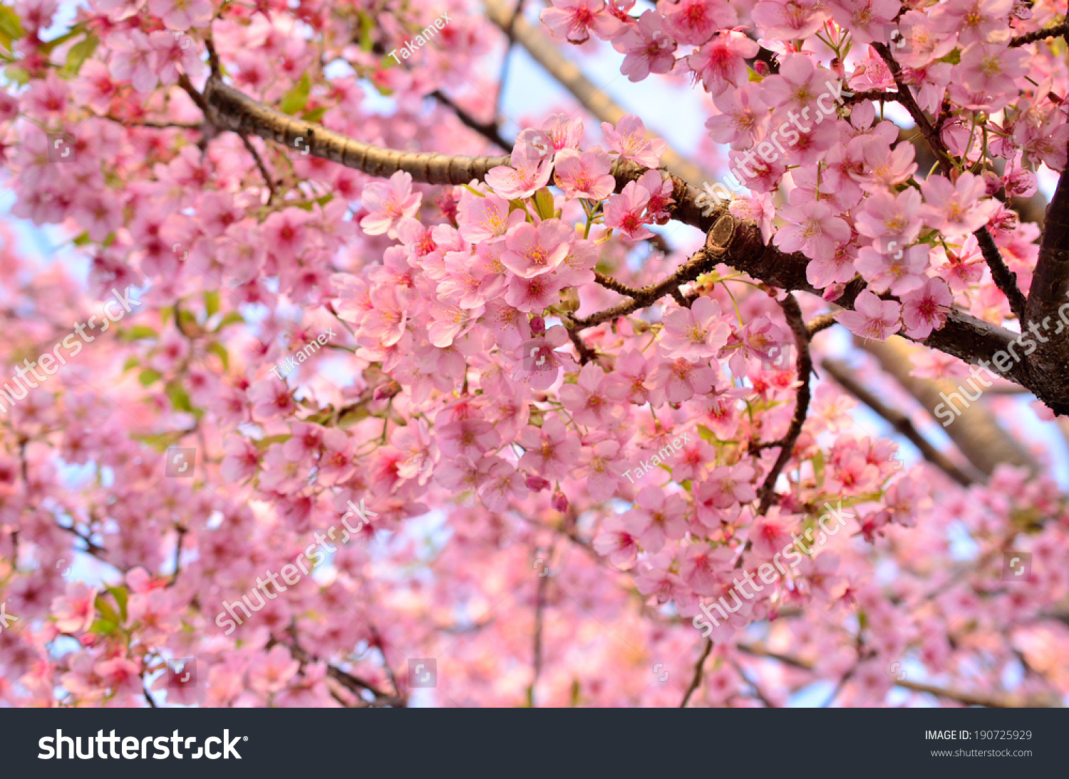cherry blossom scientific name cerasus yedoensis stock photo 190725929 shutterstock cherry blossom scientific name cerasus yedoensis stock photo 190725929 shutterstock