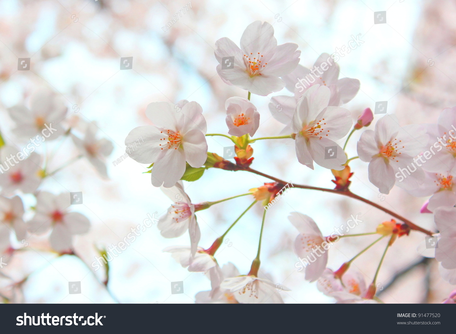 Cherry Blossoms Stock Photo 91477520 - Shutterstock